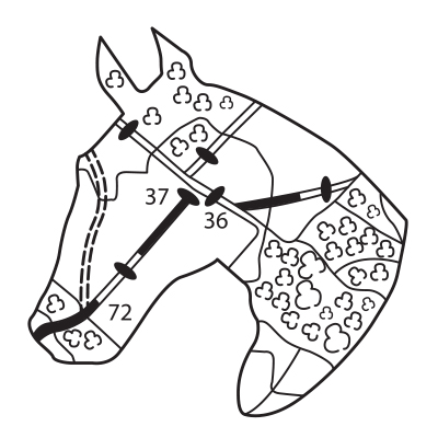 Essex Horse Riders Volunteer Scheme