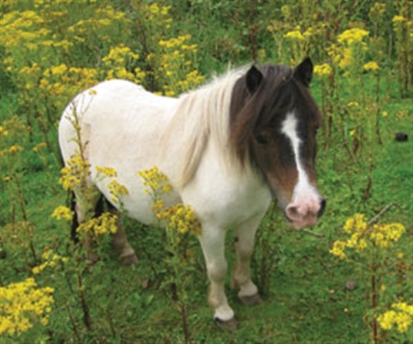 Ragwort Alert Group